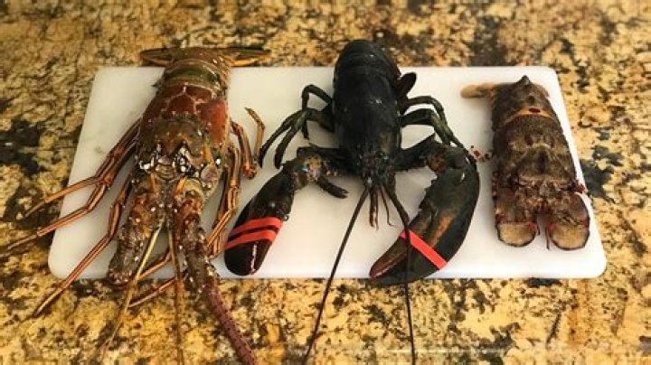 Does Canadian lobster taste like Maine lobster?