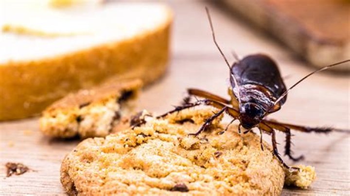 Does carpet attract roaches?