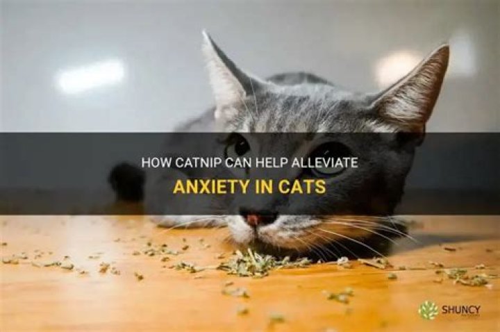 Does catnip help with anxiety?
