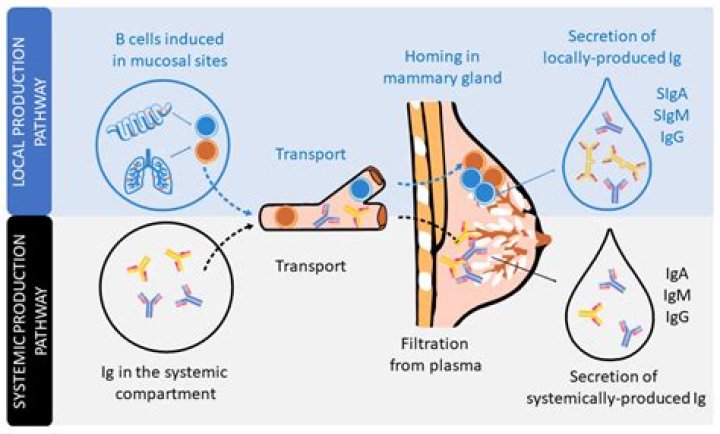 Does freezing breast milk destroy antibodies?