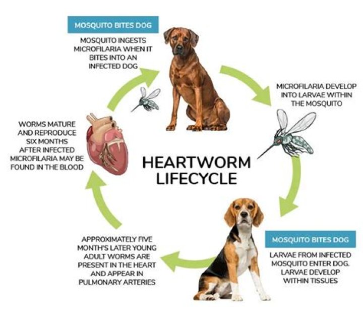 Does heartworm treatment shorten a dogs life?