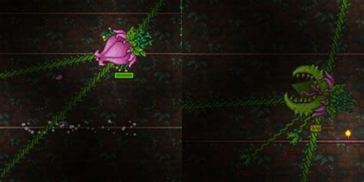 Does killing Plantera spawn more Chlorophyte?
