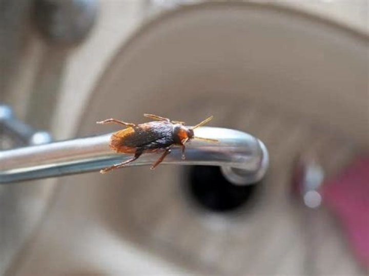 Does light keep roaches away?