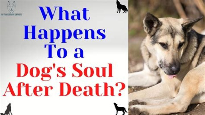 Does mangle have the soul of a dog?