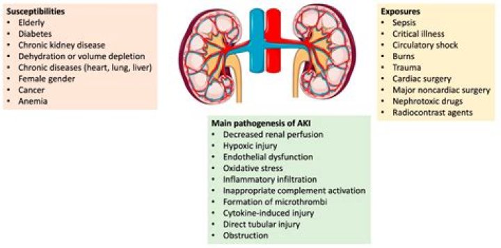 Does moringa cause kidney damage?