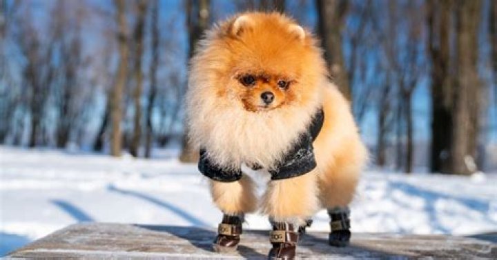 Does my dog need winter boots?