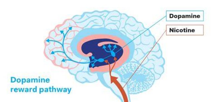 Does nicotine change your hormones?