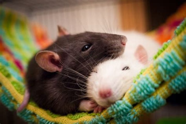 Does rats see at night?