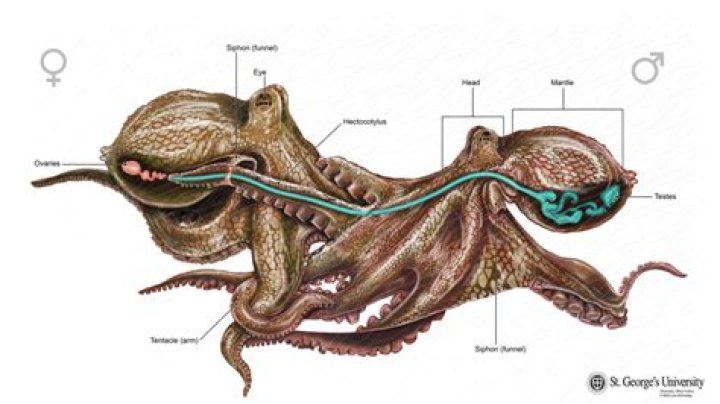 Does salt hurt an octopus?