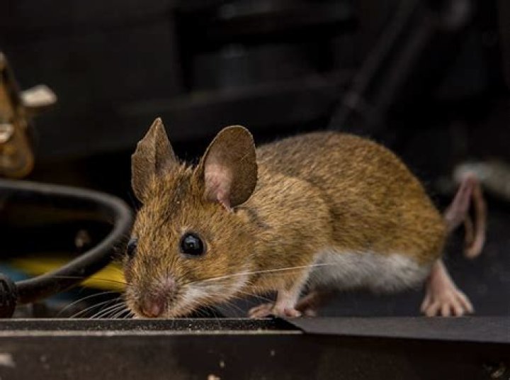 Does seeing one mouse mean there are more?