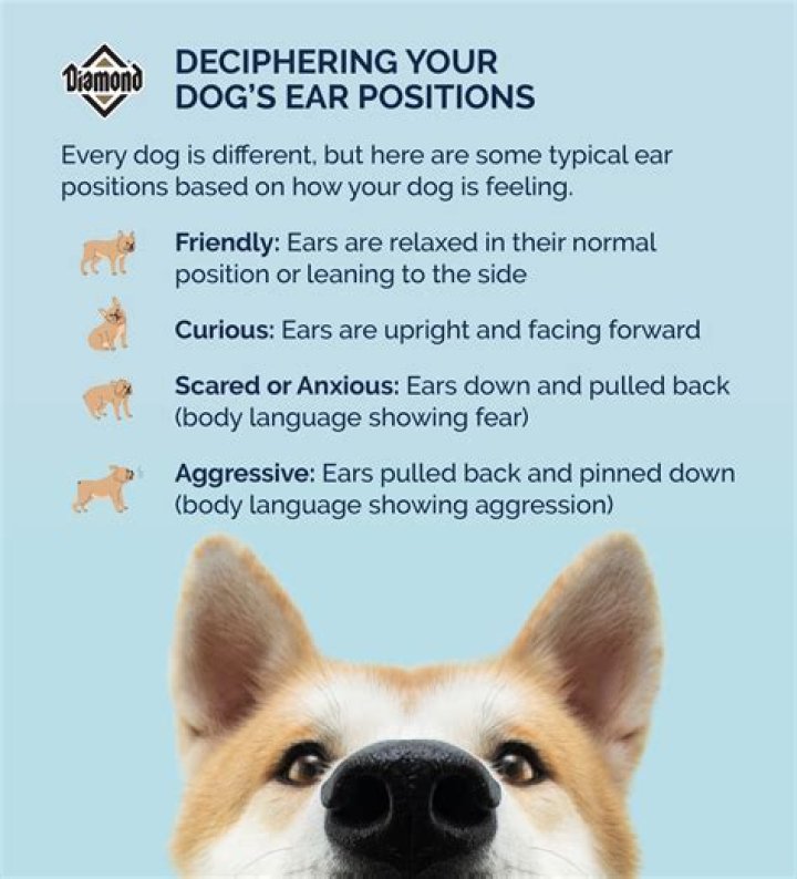 Does small ears mean short life?