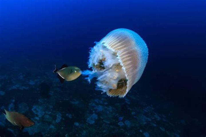 Does tuna eat jellyfish?