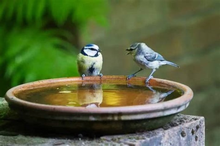 Does vinegar in fountain harm birds?