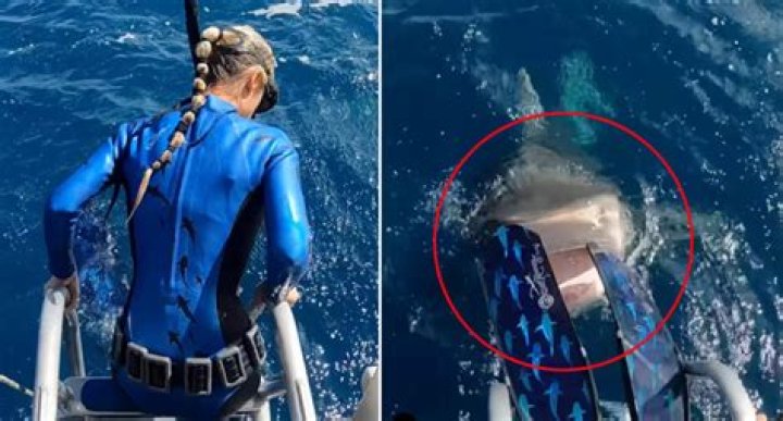 Has a Navy SEAL ever been attacked by a shark during training?