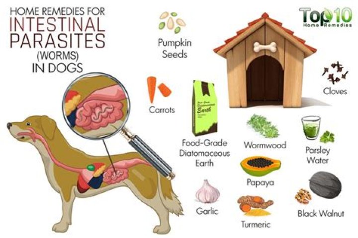 How are parasites treated in dogs?