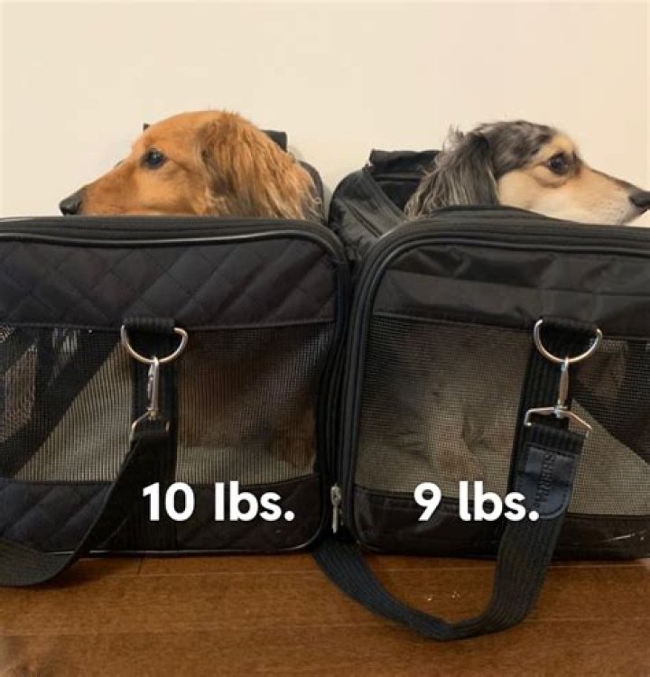 How big can a dog be to fly in cabin?
