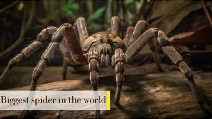 How big is the biggest spider?