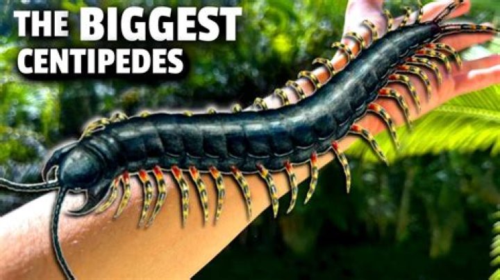 How big is the largest centipede in the world?