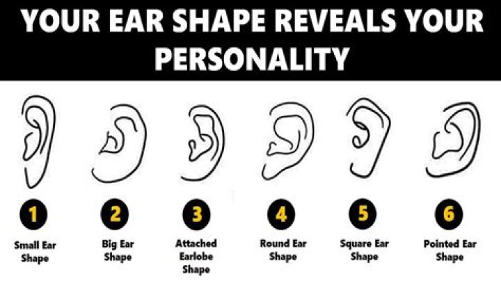 How big should ears be?