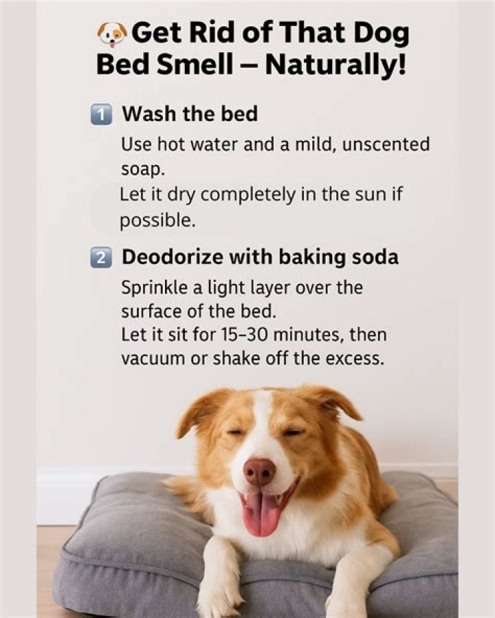 How can I deodorize my dog naturally?