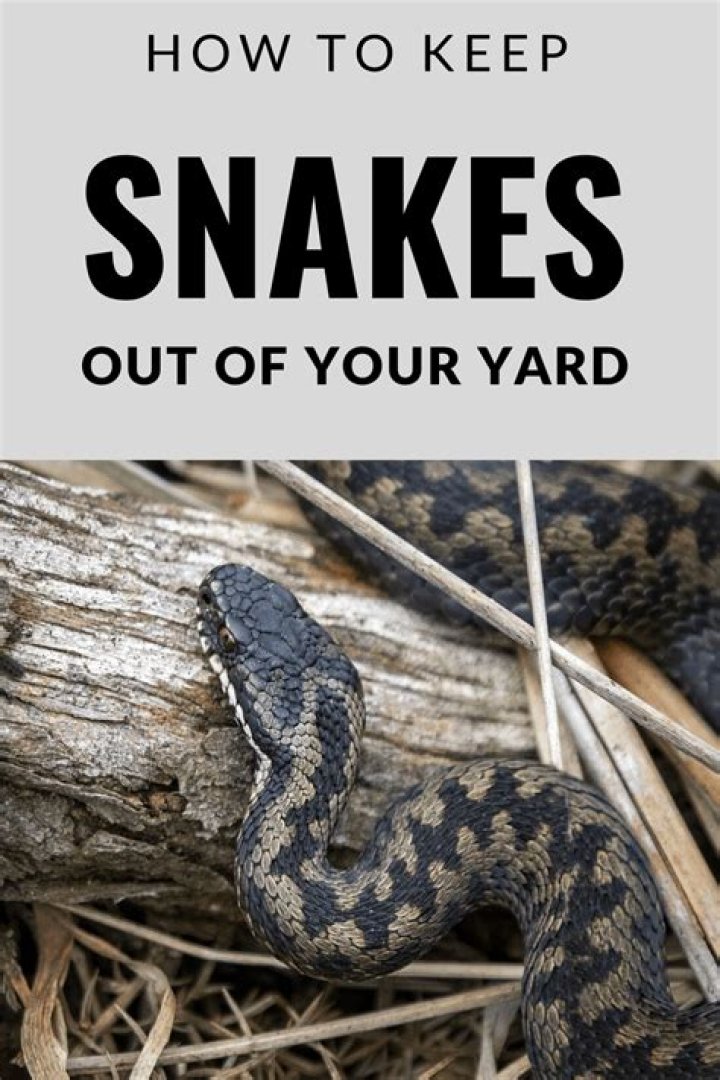 How can I keep snakes out of my dogs yard?