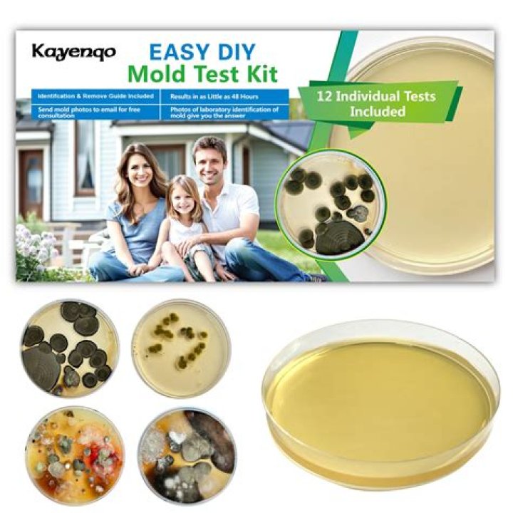 How can I make my house mold free?