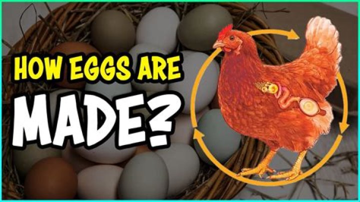 How can I replace eggs in the morning?
