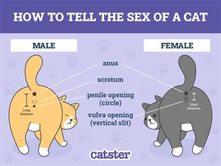 How can you tell a rats age?
