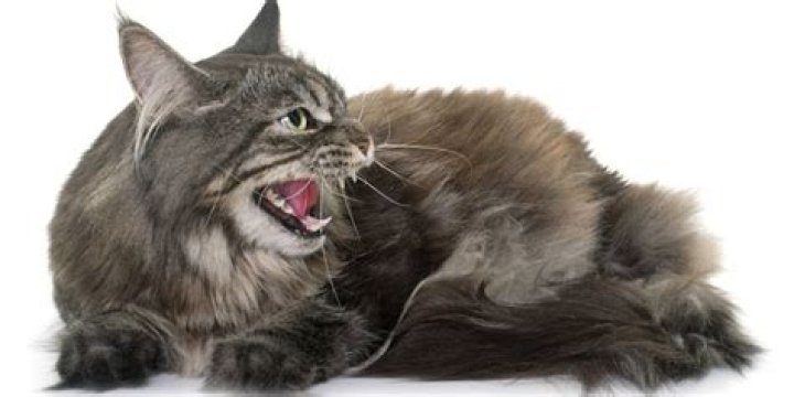 How can you tell if a cat is upset?