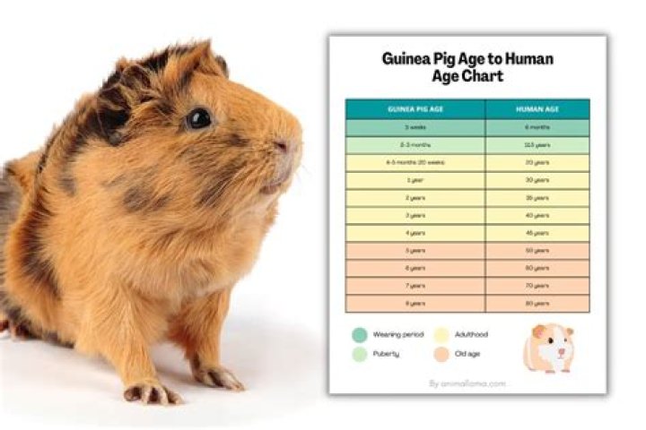 How can you tell if a guinea pig is sad?