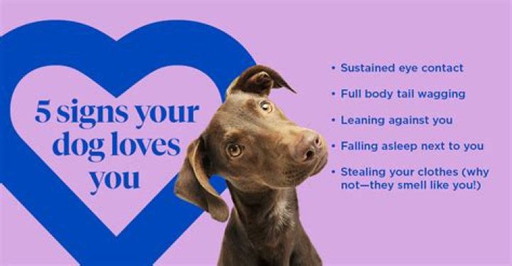 How can you tell your dog that you love them?