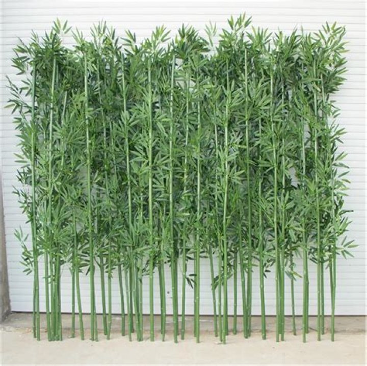 How close can you plant bamboo to a fence?