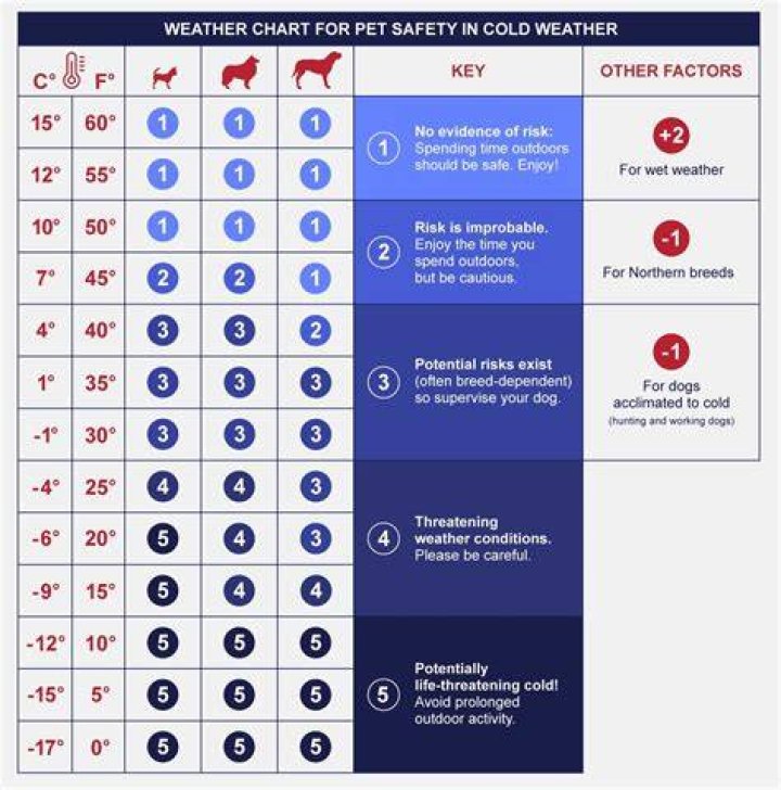 How cold is too cold for dogs?