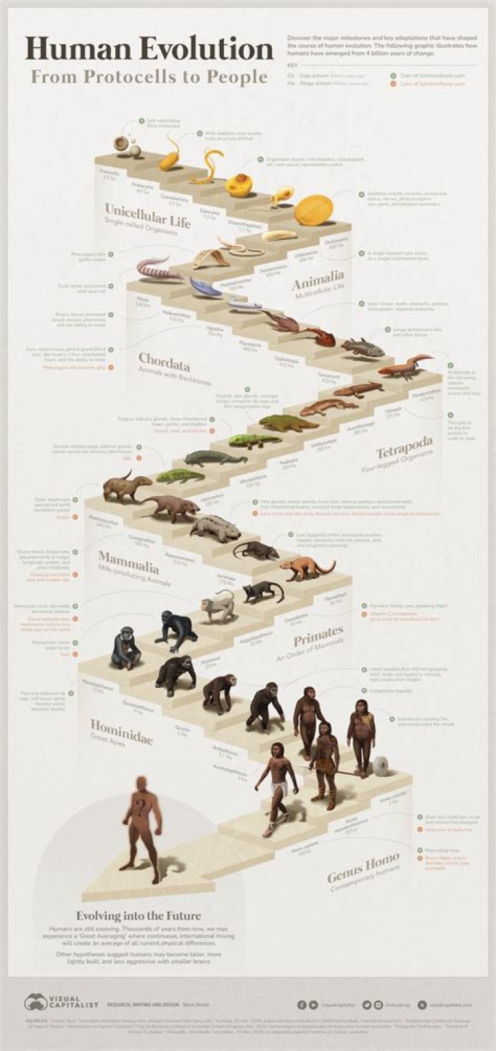 How did humans evolve in Dune?