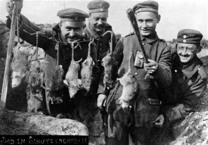 How did the soldiers get rid of the rats in ww1?