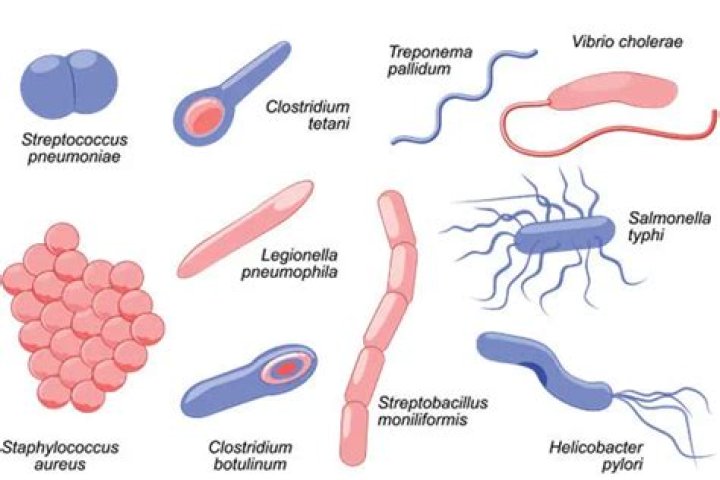 How difficult is microbiology?
