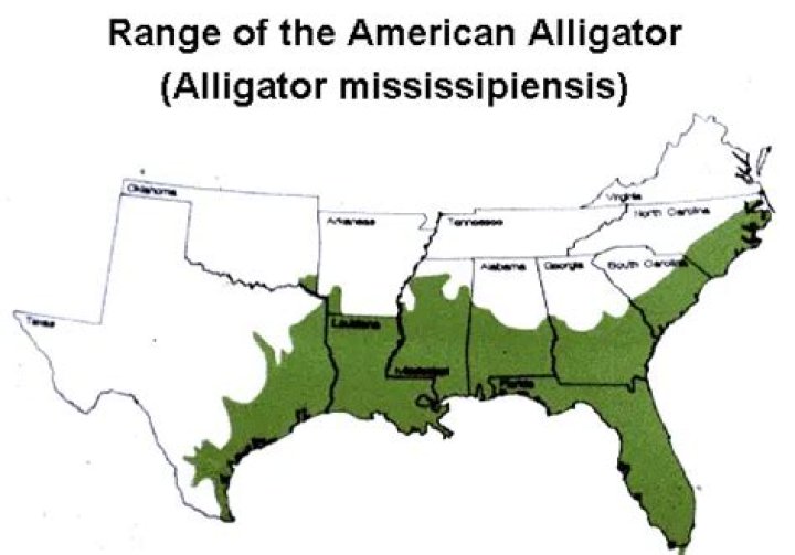 How do alligators go to the bathroom?