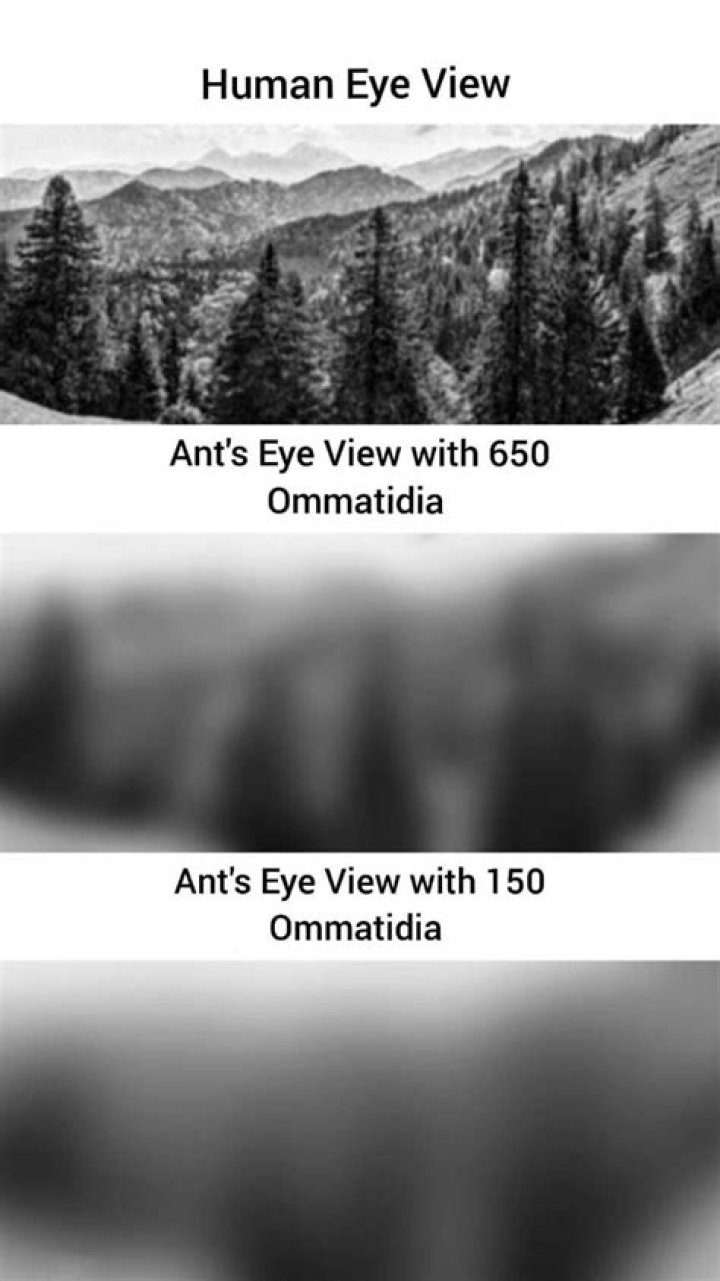 How do ants see humans?