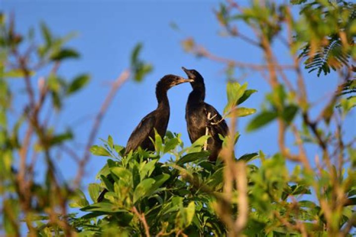 How do birds choose their Favourite person?