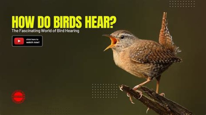 How do birds know you've put food out?