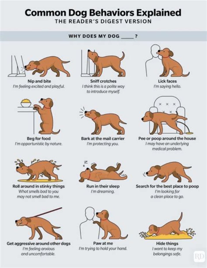 How do dogs act when someone is dying?