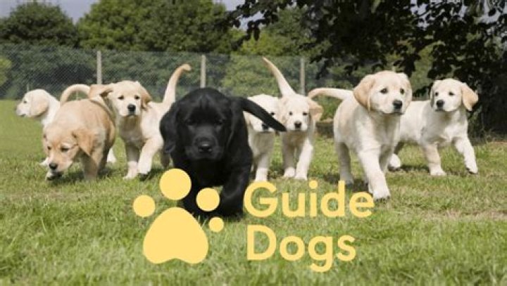 How do guide dogs know what bus to get on?
