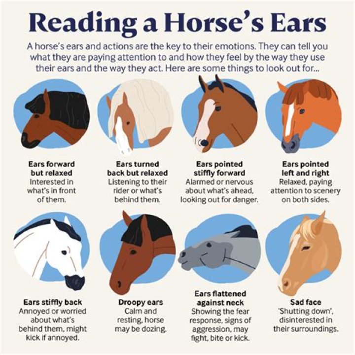 How do horses show sadness?