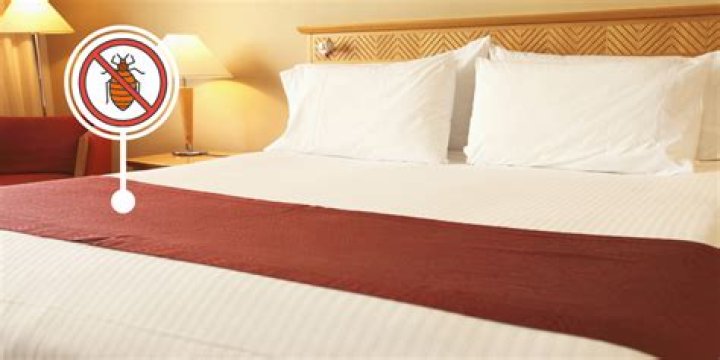 How do hotels get bed bugs?