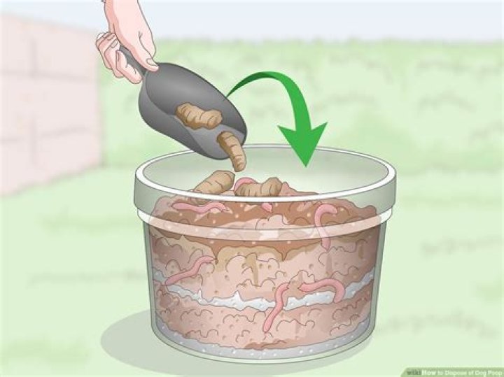 How do I dispose of dog poop?