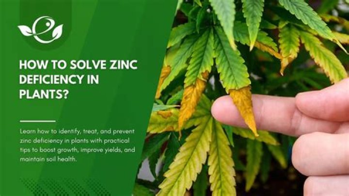 How do I flush excess zinc from my body?