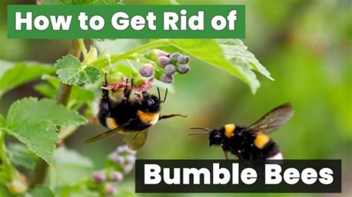 How do I get rid of a bumble bee nest?