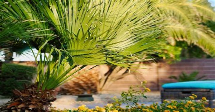 How do I keep my palm tree green?