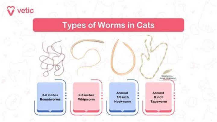 How do I know if I have roundworms or tapeworms?
