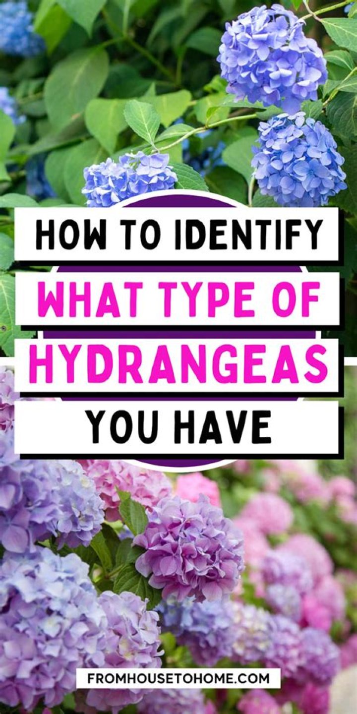 How do I know what kind of hydrangea I have?